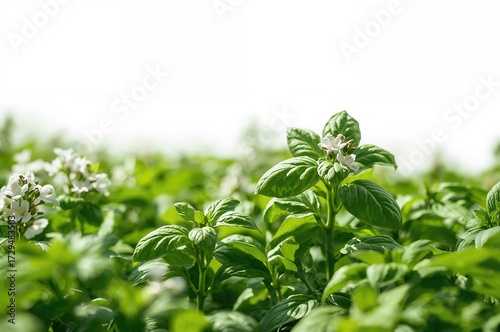 Lush lemon basil thriving o...