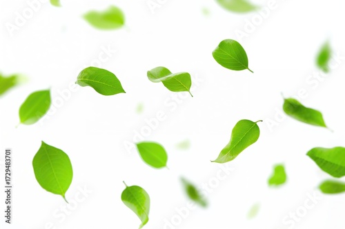 Airborne green foliage against a plain white backdrop. Celebration of fresh air day.