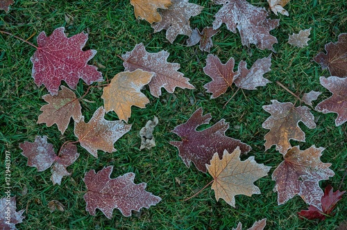 Brown oak leaves with frost...
