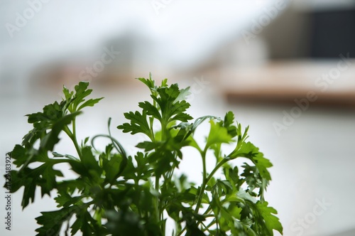 Typical Green Leaves Known ...