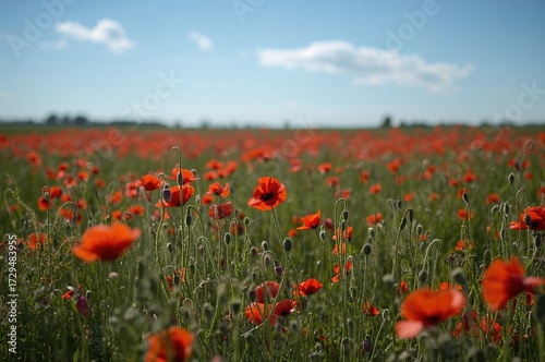 Vibrant field of red and gr...