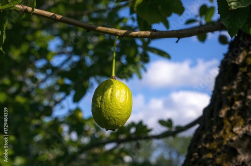 Unripe Green Walnut Clingin...
