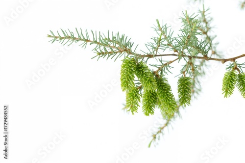 Green pine cones on a branc...