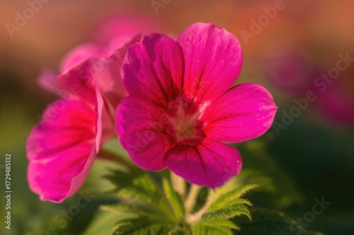 Close-up of Vibrant Hot Pink Geranium Blossom