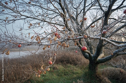 Icy tree limbs adorned with...