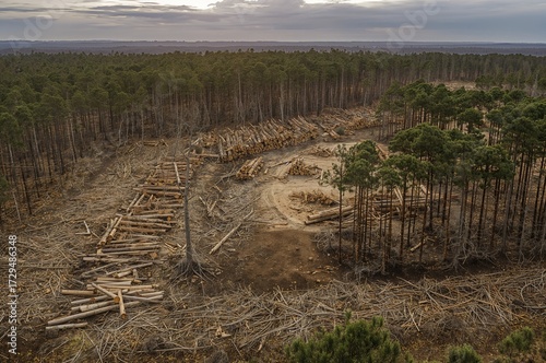 Aerial perspective of woodl...