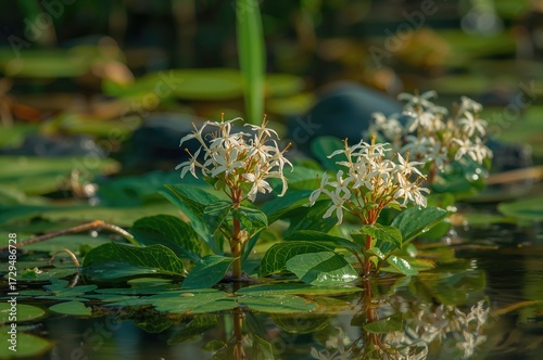 Menyanthes Trifoliata Blooms