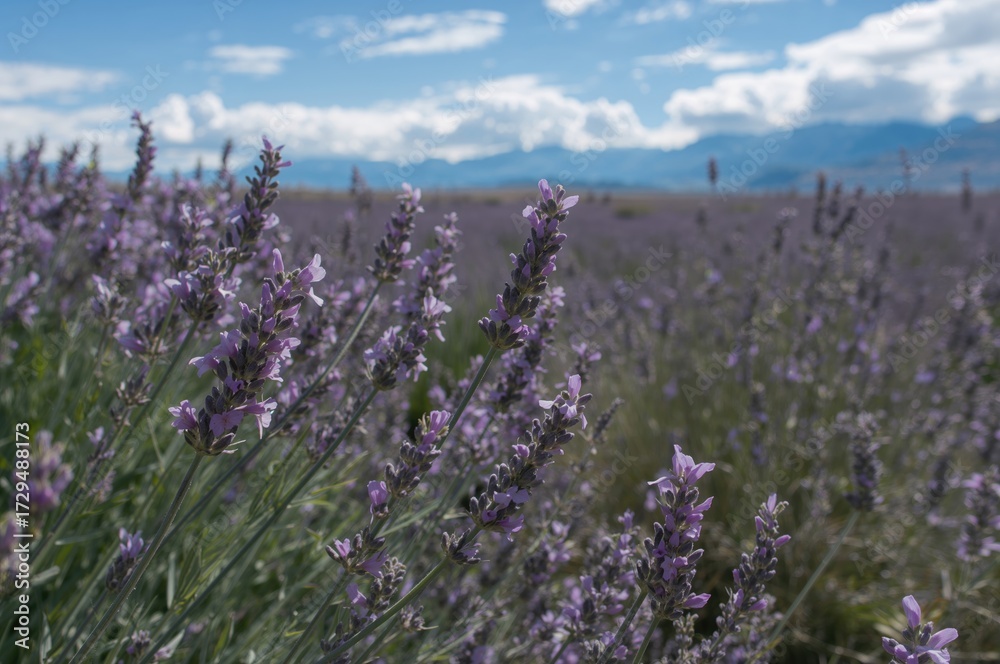 Obraz premium Close-up of lavender blossoms in a herbal plant field