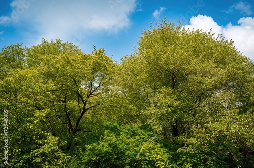 Lush Foliage During the Spr...