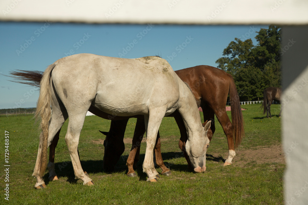 Obraz premium two horses in the sunrise