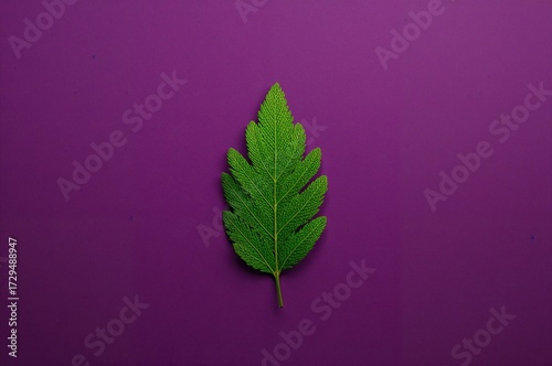 Purple Backdrop Featuring a...