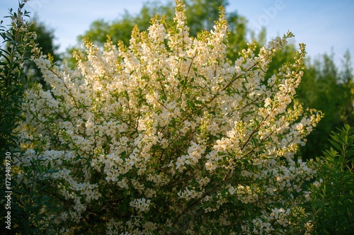 White Blossoms on a Floweri...