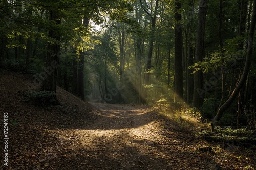 Sunlight Piercing Through T...