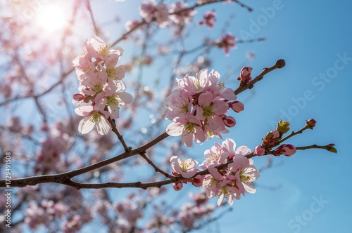 Blooming tree branches with...
