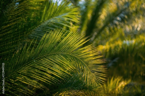 Abstract green palm leaf pa...