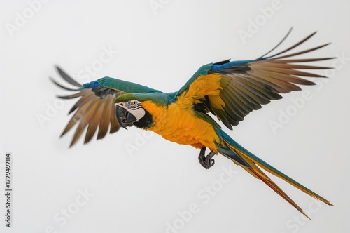 One-year-old Green-winged M...