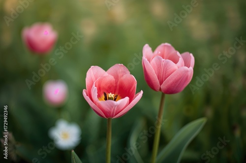 Beautiful pink Siam tulips against a soft green backdrop