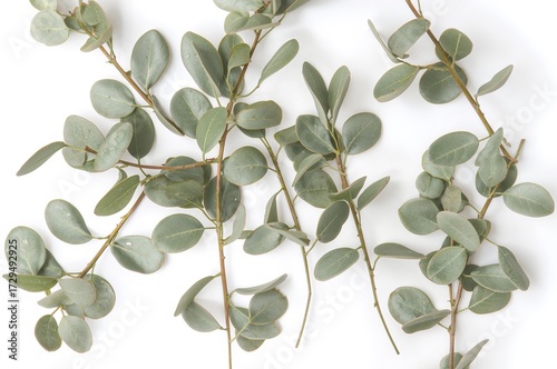 White backdrop with green e...
