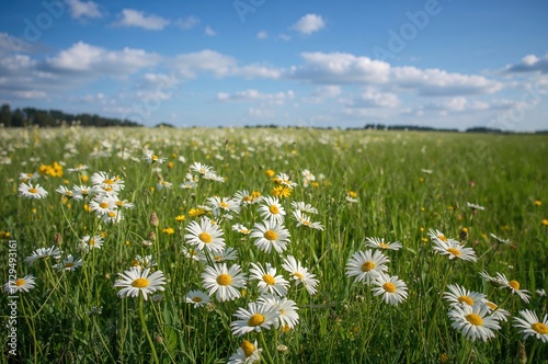 Daisy Flower Meadow