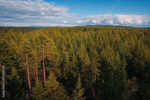 Aerial perspective of everg...