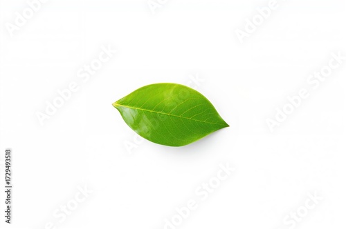 Isolated fresh Moringa foli...