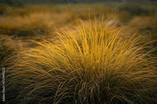 Yellow backdrop with grass ...