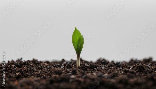 Fresh green shoot emerging