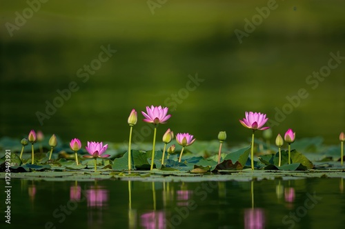 Lotus blossoms floating on ...