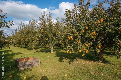Orchard bursting with ripe ...