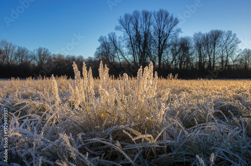 Winter scene with frost-lad...