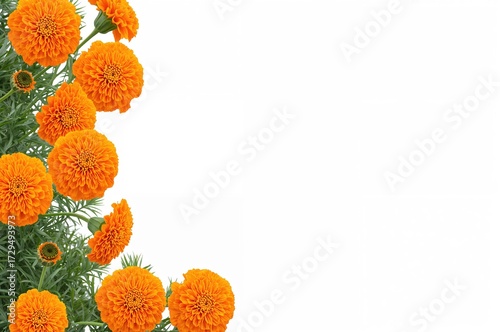 Vivid orange marigold bloss...