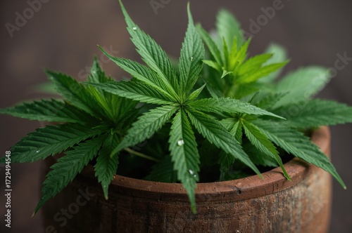 Clay pot filled with vibran...