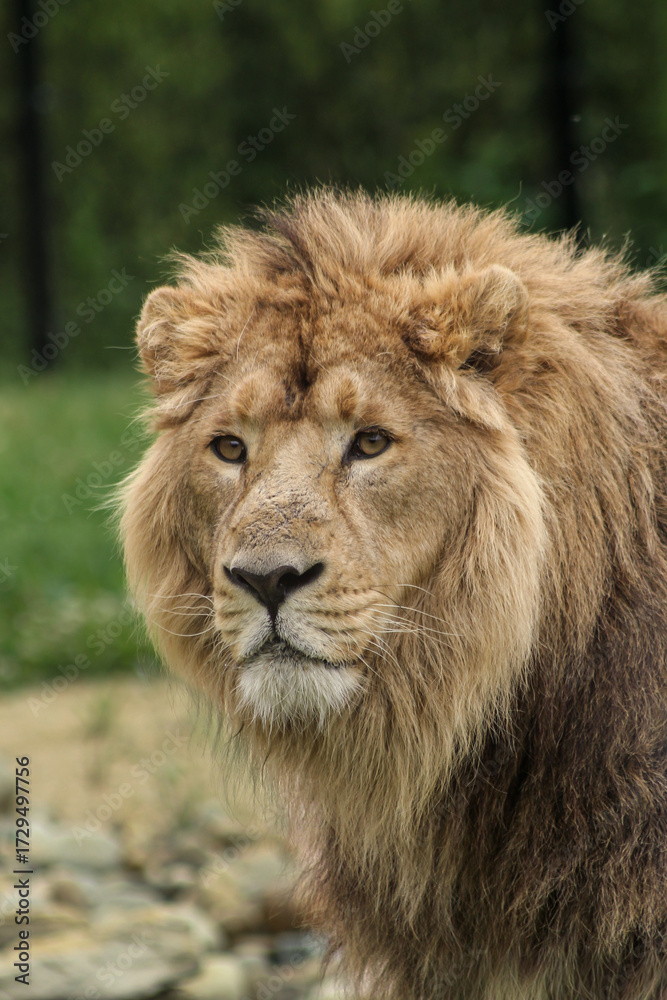 Naklejka premium Portrait d’un lion d’asie