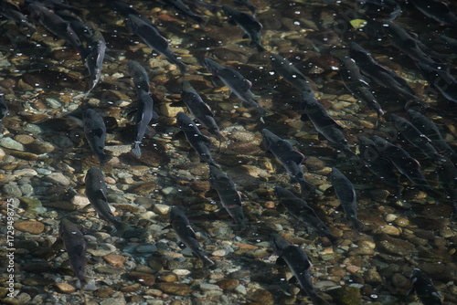 group of salmon run in river 