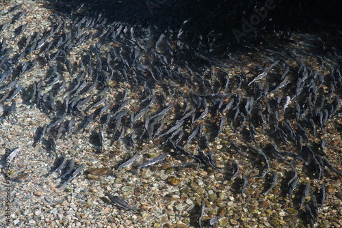 group of salmon run in river 