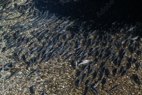 group of salmon run in river 