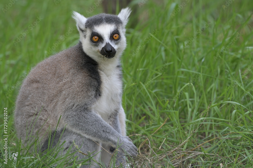 Fototapeta premium Lemur catta.