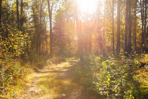 Hiking in the Canadian forest in Autumn 