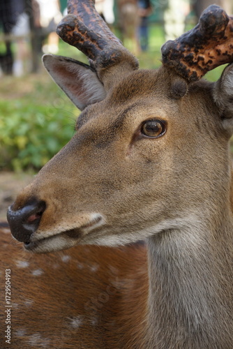 white tailed deer