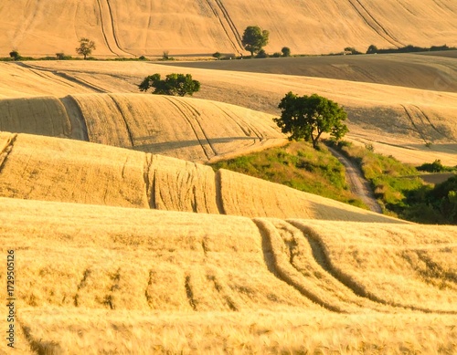 Golden fields in a sunlit landscape