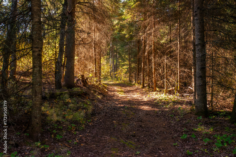 Fototapeta premium Hiking in the Canadian forest in Autumn 
