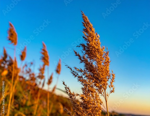 Golden grasses at sunset