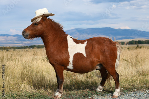 Adorable funny cute miniature horse breed Shetland Pony wearing a cowboy hat in a field of tall yellow wild grasses with a range of mountains distance background during golden hour evening sunset