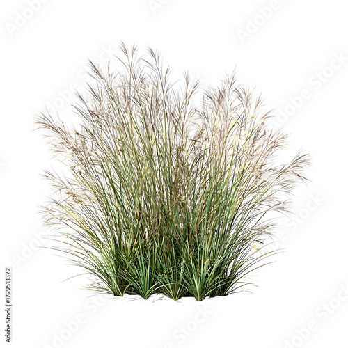 Side view of wild pampas grass
