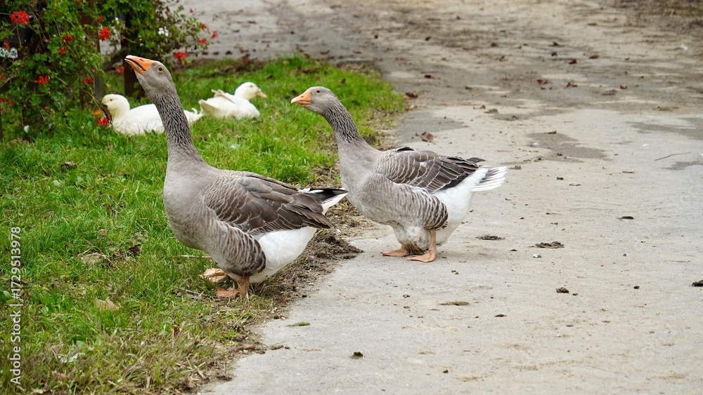 Obraz premium Two Grey Geese Walking on Farm in Countryside