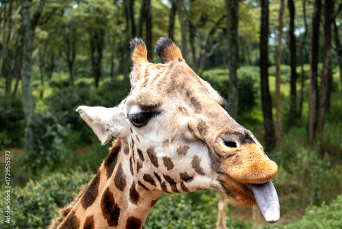 Foto Rothschild's Giraffe sticking out its long dark tongue in Lake Nakuru National P