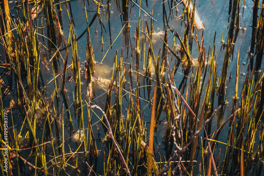 Obraz premium swamp