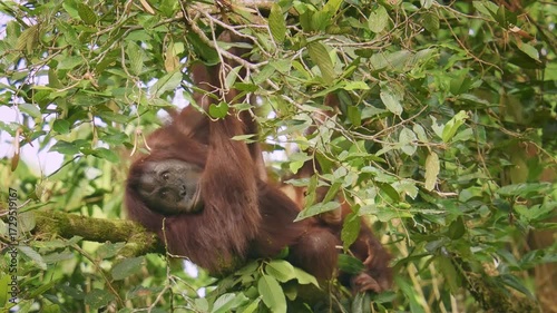 Bornean orangutan Pongo pygmaeus ape endemic to Borneo, with Sumatran orangutan (Pongo abelii) and Tapanuli orangutan (Pongo tapanuliensis) are highly intelligent, funny and nice in green forest.