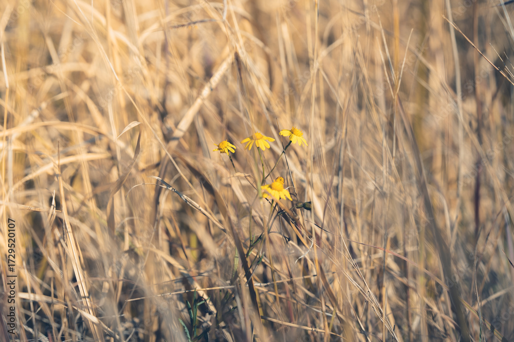 Obraz premium field of wheat