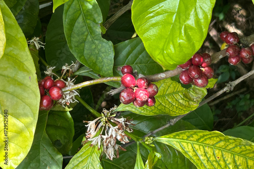 Close up image of fresh organic arabica red raw and ripe coffee beans on a tree plantation. Bali island, Indonesia.